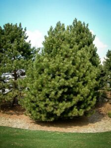 Сосна Чёрная (Pinus Nigra) купить по цене от 270.00р. в интернет-магазине «Посадика» с доставкой почтой в в Сураже и по всей России – [изображение №1].