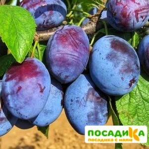 Слива Чачакская ранняя купить по цене от 229.00р. в интернет-магазине «Посадика» с доставкой почтой в в Сураже и по всей России – [изображение №1].