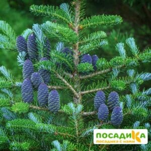 Пихта корейская (Abies koreana) купить по цене от 450.00р. в интернет-магазине «Посадика» с доставкой почтой в в Сураже и по всей России – [изображение №1].