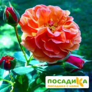 Роза Арабия купить по цене от 350.00р. в интернет-магазине «Посадика» с доставкой почтой в в Сураже и по всей России – [изображение №1].