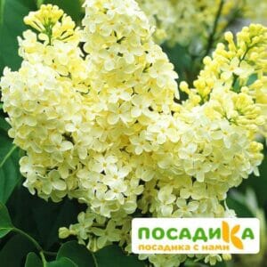 Сирень Примроуз (Primrose) купить по цене от 529.00р. в интернет-магазине «Посадика» с доставкой почтой в в Сураже и по всей России – [изображение №1].