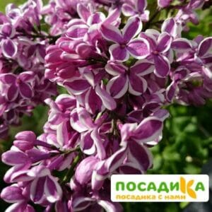 Сирень Сенсация купить по цене от 529.00р. в интернет-магазине «Посадика» с доставкой почтой в в Сураже и по всей России – [изображение №1].