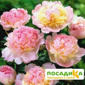 Пион Распберри Сандей (Paeonia Raspberry Sundae) купить по цене от 959р. в интернет-магазине «Посадика» с доставкой почтой в в Сураже и по всей России – [изображение №1].