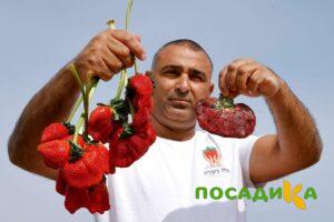 Клубника Гигант Джорнея купить по цене от 266р. в интернет-магазине «Посадика» с доставкой почтой в в Сураже и по всей России – [изображение №1].