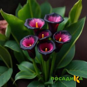 Калла Аура Лейс купить по цене от 400р. в интернет-магазине «Посадика» с доставкой почтой в в Сураже и по всей России – [изображение №1].