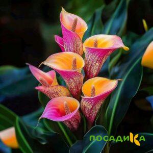 Калла Оникс купить по цене от 450р. в интернет-магазине «Посадика» с доставкой почтой в в Сураже и по всей России – [изображение №1].