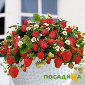 Клубника Рубиновый Шепот (горшечная) купить по цене от 240р. в интернет-магазине «Посадика» с доставкой почтой в в Сураже и по всей России – [изображение №1].