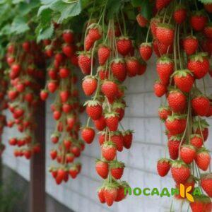 Клубника вьющаяся Комплимент купить по цене от 470р. в интернет-магазине «Посадика» с доставкой почтой в в Сураже и по всей России – [изображение №1].