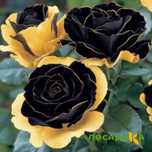 Роза Ханни Сикл купить по цене от 700р. в интернет-магазине «Посадика» с доставкой почтой в в Сураже и по всей России – [изображение №1].