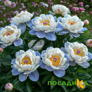 Пион акварельный Этюд купить по цене от 806р. в интернет-магазине «Посадика» с доставкой почтой в в Сураже и по всей России – [изображение №1].