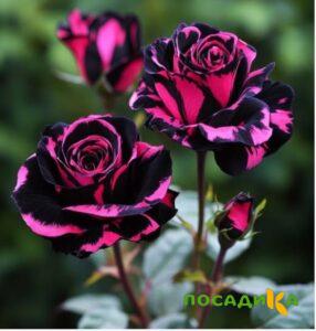 Роза Багровый Шепот купить по цене от 366р. в интернет-магазине «Посадика» с доставкой почтой в в Сураже и по всей России – [изображение №1].