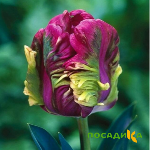 Тюльпан Экзотик Хэвен купить по цене от 186р. в интернет-магазине «Посадика» с доставкой почтой в в Сураже и по всей России – [изображение №1].